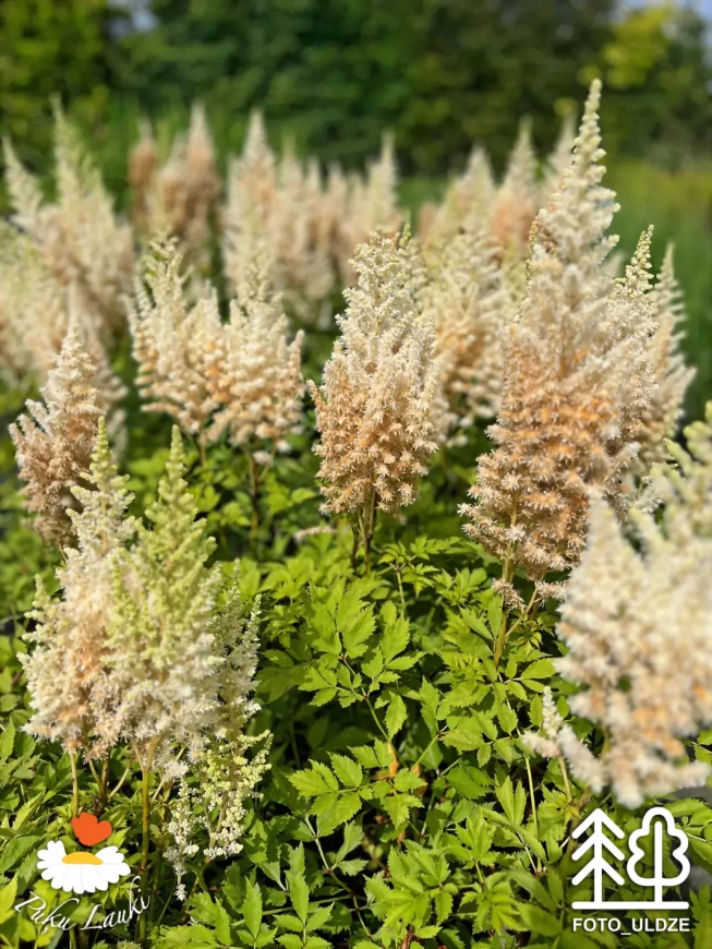 Astilbe chinensis   'Vision In White'